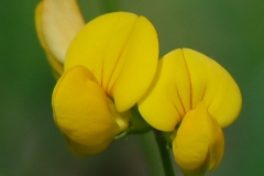 BOCCA-DI-LEONE