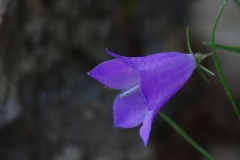 CAMPANULA-1