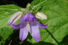 CAMPANULA-2