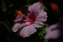 IBISCUS-2