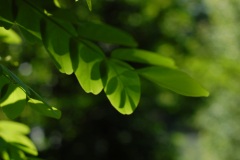 LUCE-7