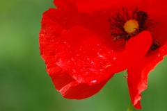 PARTICOLARE-GOCCIA