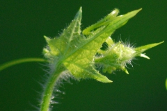 PELOSINO