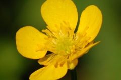 RANUNCOLO