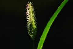 SPIGA-PRIMO-PIANO