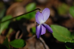 VIOLA-SOLITARIA