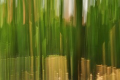 Canne-di-bambù