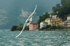 MonteIsola_011